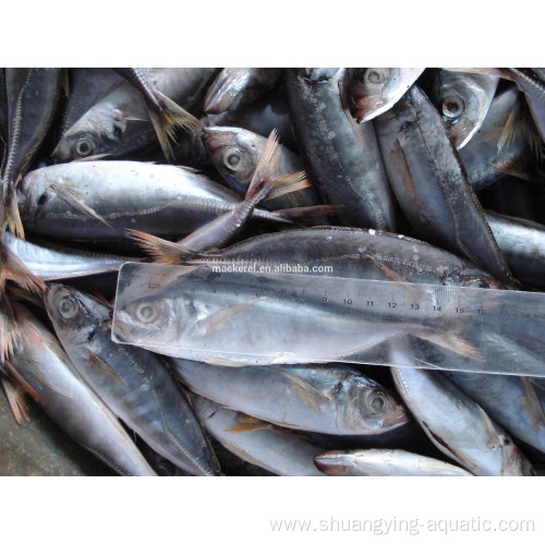 Frozen Horse Mackerel Whole Round Fish Price 10kg/Carton